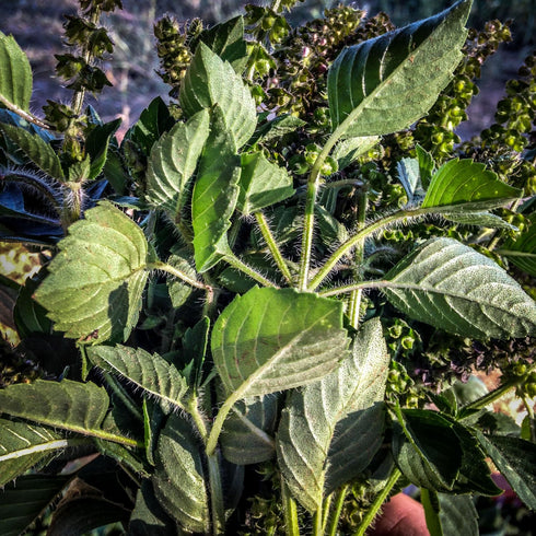 Indian Basil Tulasi Seeds