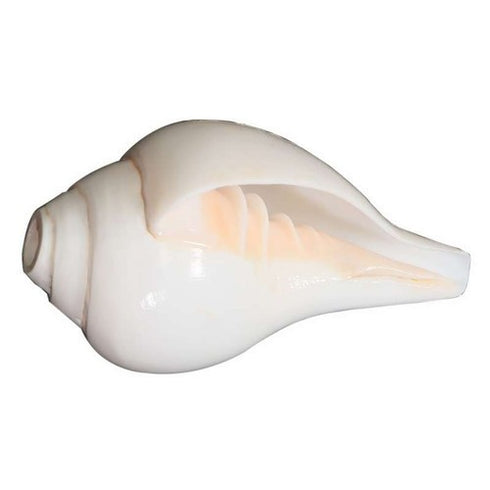 Pushkar Certified Blowing Shankh Vamavarti Shankh (6.5 Inch)