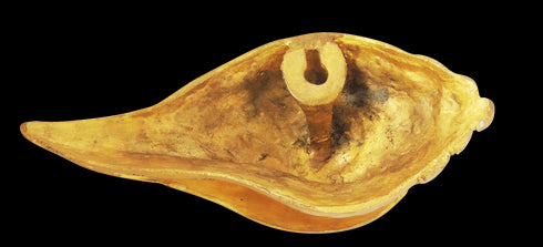 Brass Wall Hanging Shankh 0.9Kg