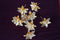Pure Silver Shiny Golden Flowers 7g 1 Pcs