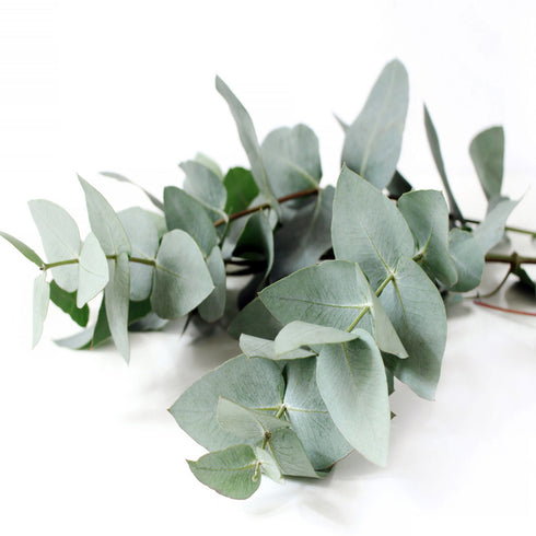 Prakruthi Freshly Dried Eucalyptus Leaves 225g