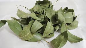Prakruthi Freshly Dried Eucalyptus Leaves 225g