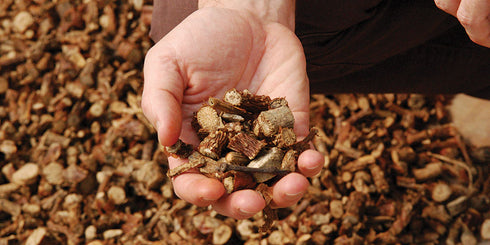 Herbs And Corps Guduchi Root Dried 454g