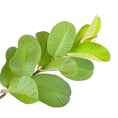 Prakruthi Dried Guava Leaves 100g