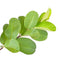 Prakruthi Dried Guava Leaves 100g