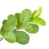 Prakruthi Dried Guava Leaves 100g