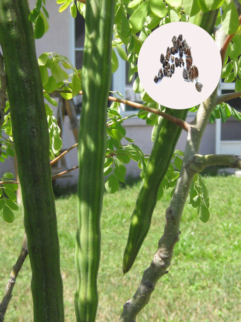 Drutick Seeds
