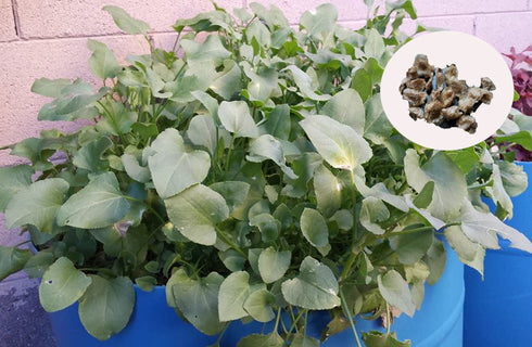 Sorrel Seeds