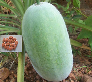 Winter Melon Seeds