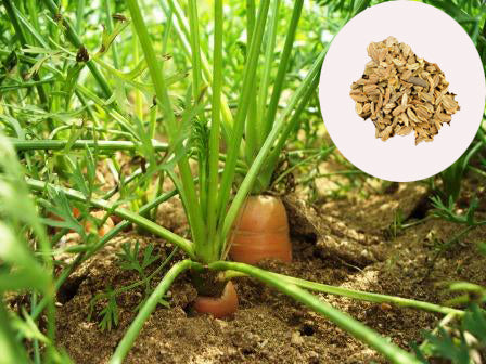 Carrot Seeds
