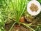 Carrot Seeds