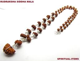 Natural 114 Mukhi Kantha For wearing Purpose with Silver capping Lab Tested