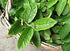 Prakruthi Dried Guava Leaves 100g