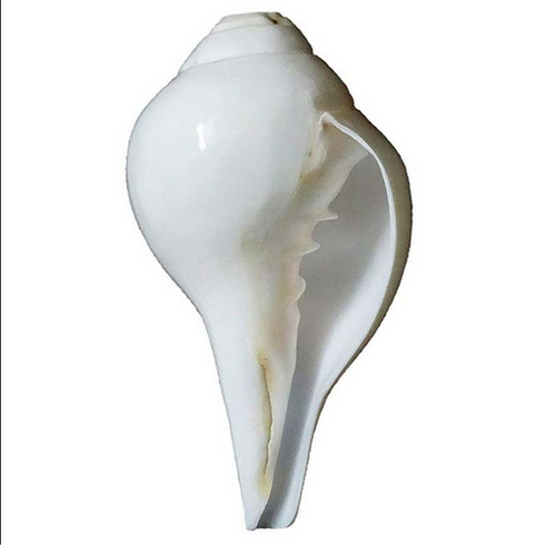 Pushkar Certified Blowing Shankh Vamavarti Shankh (5.5 Inch)