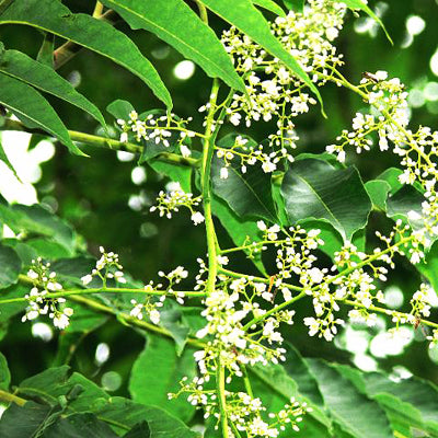 Neem seeds