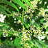 Neem seeds