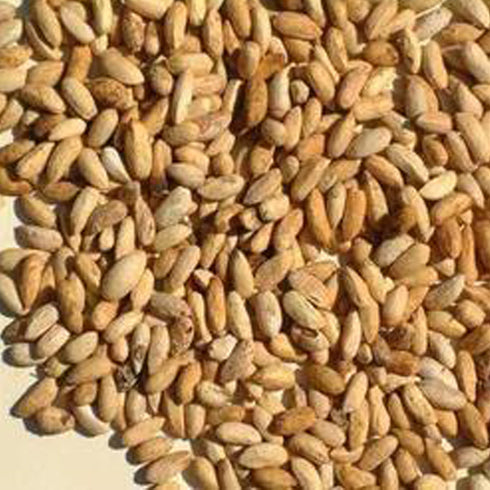 Neem seeds