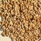 Neem seeds