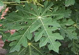 Prakruthi Dried Papaya Leaves 100gms