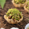 The Baklava Box Pistachio Tart Baklava