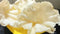 Olive Mithai Shop Rice Papad White