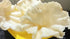 Olive Mithai Shop Rice Papad White