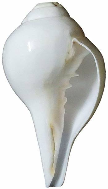 Pushkar Certified Blowing Shankh Vamavarti Shankh (7 Inch)