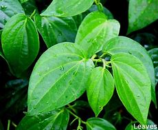 Prakruthi Dried Betel Leaves 100g