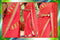 Red And Gold Bolly Saree