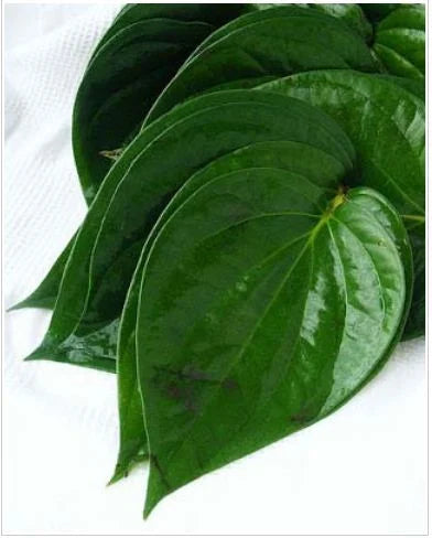 Calcutta Paan Leaves