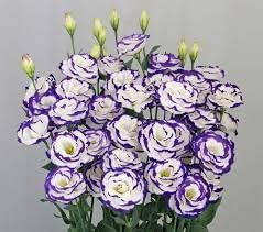 Earth Hopper Mix Colour Lisianthus Flower Seeds