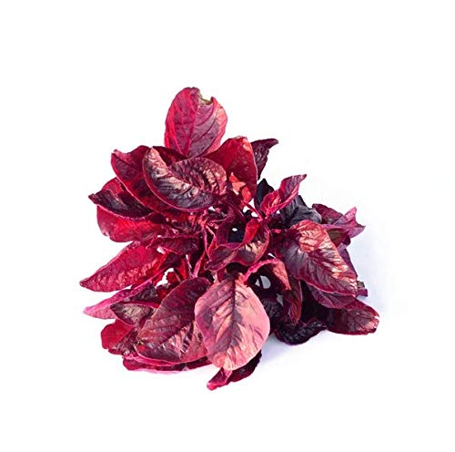 AllThatGrows Red Amaranthus Seeds 
