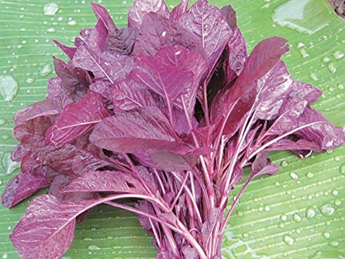 AllThatGrows Red Amaranthus Seeds 