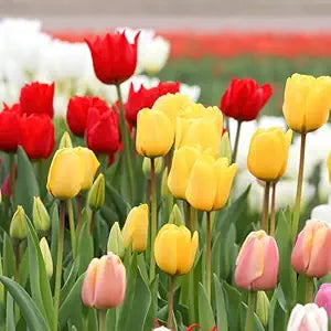 NooElec Mix Color Tulip Seeds Flower Seeds