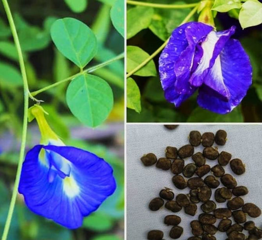 Vinca Art Aparajita Blue Single And Double Petals Flower Seeds