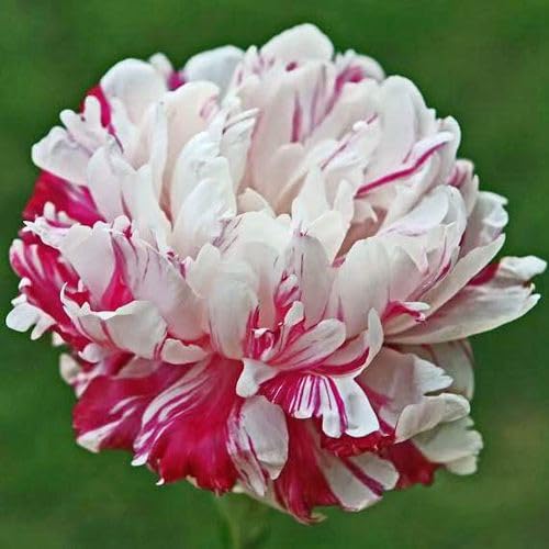 Ritz Farming® Peony Double Imported Flower Seeds 