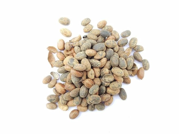 Indiana Jamalgota Seeds - PUSHMYCART