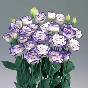 Earth Hopper Mix Colour Lisianthus Flower Seeds