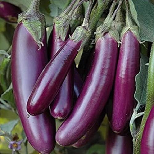Kraft Seeds By 10Club Vegetable Brinjal Long Seeds 