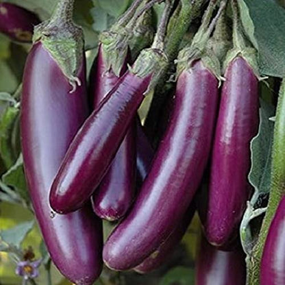 Kraft Seeds By 10Club Vegetable Brinjal Long Seeds 