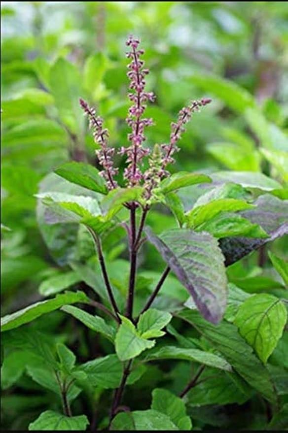 Rama & Shyama Tulsi Seeds For Planting 