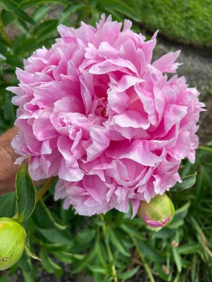 Ritz Farming® Peony Double Imported Flower Seeds 