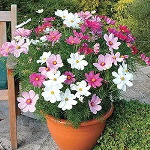 Splendour Seeds Cosmos Mix Flower Seeds