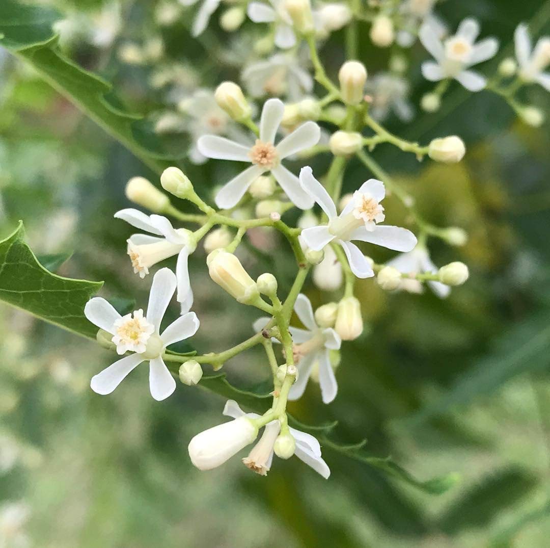 Dried Neem Flower | Vepa Puvvu 10g