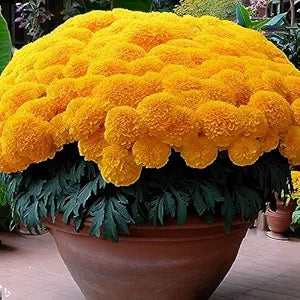 Earth Hopper Marigold African High Yield Hybrid Flower Seeds 