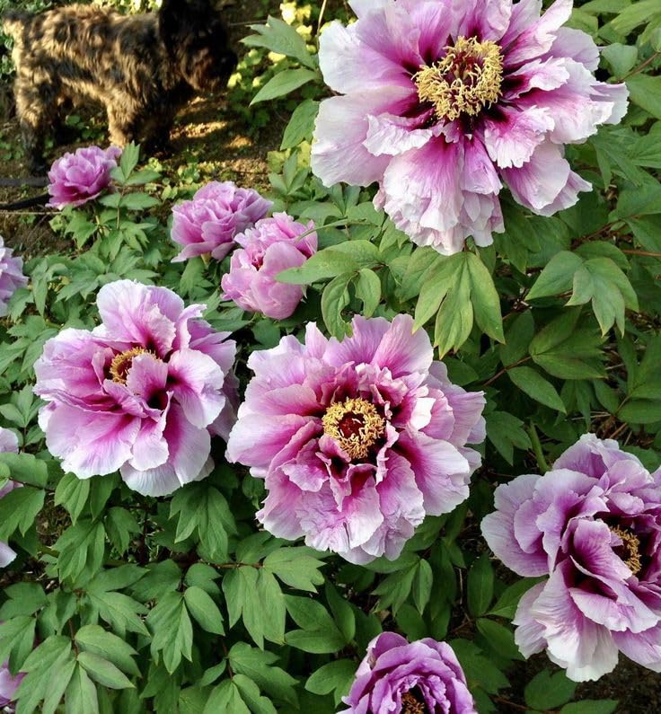 Ritz Farming® Peony Double Imported Flower Seeds 