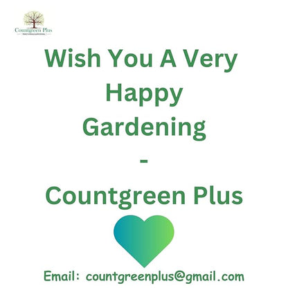 Countgreen Plus African Marigold Seeds