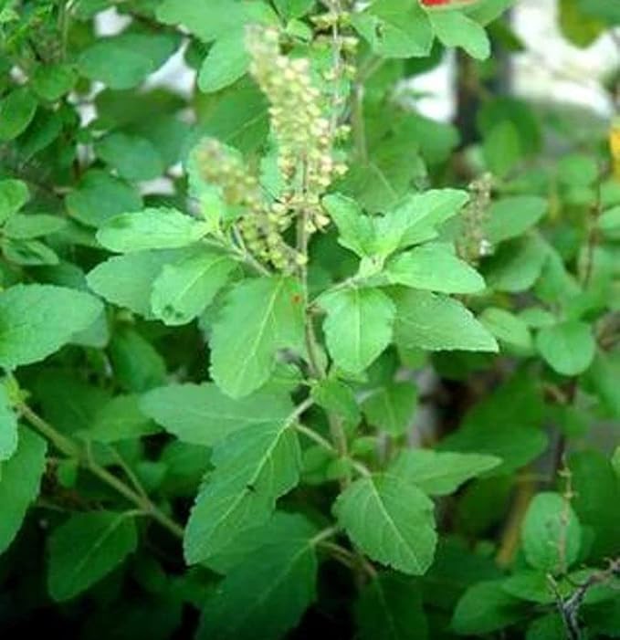 Rama & Shyama Tulsi Seeds For Planting 