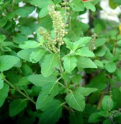 Rama & Shyama Tulsi Seeds For Planting 