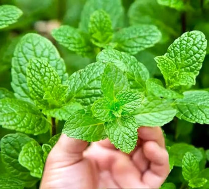 Gromax India Mint Seeds 